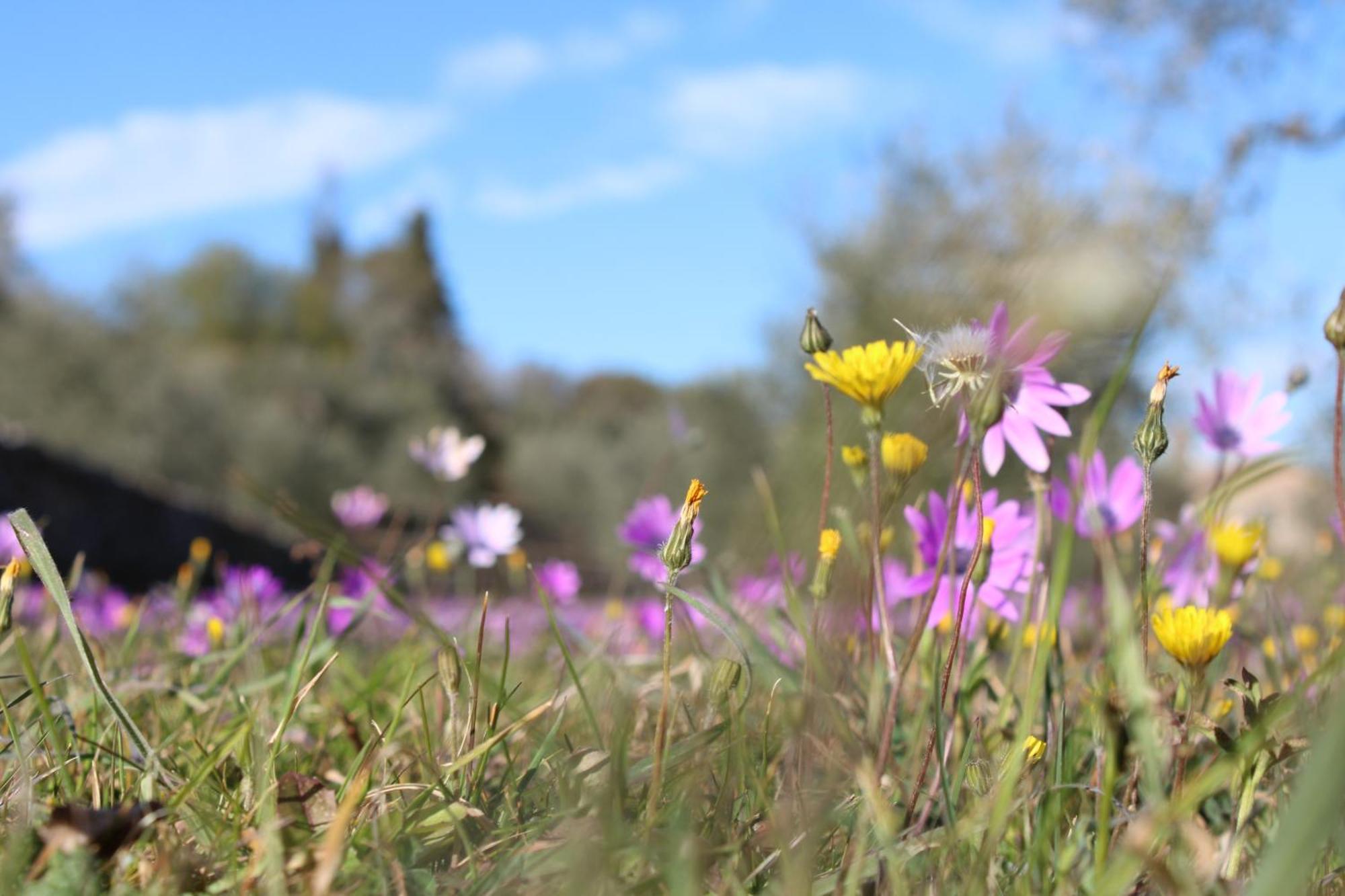 Willa Agriturismo Il Caggio Sovicille Zewnętrze zdjęcie