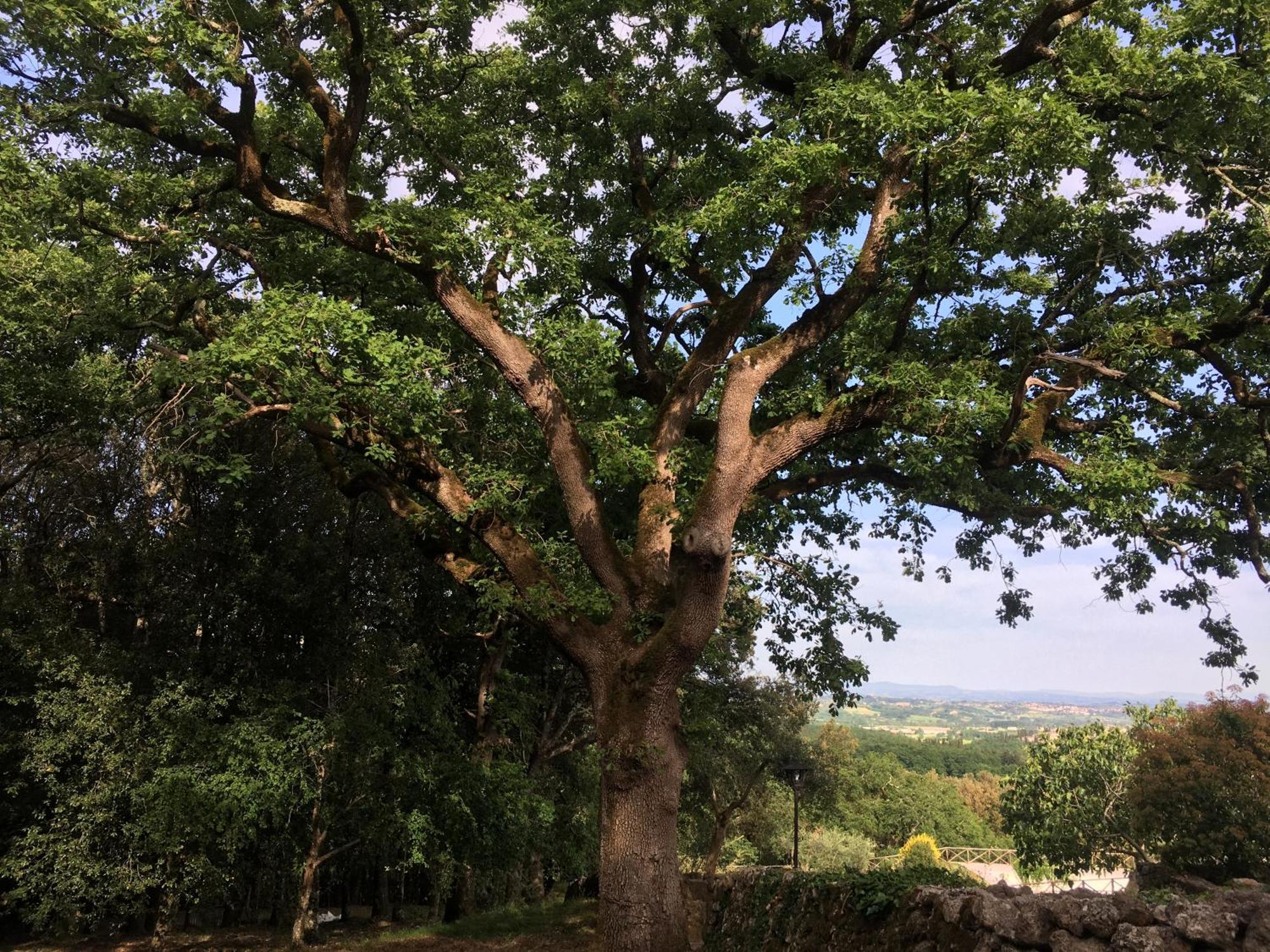 Willa Agriturismo Il Caggio Sovicille Zewnętrze zdjęcie